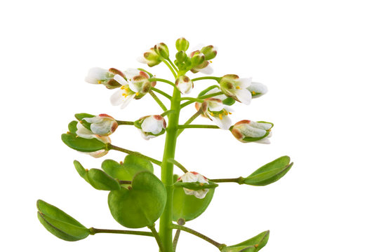 Thlaspi perfoliatum isolated on white background