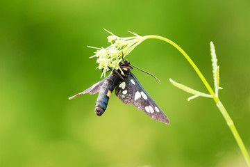 Close up of Amata (moth) - Amata nigricornis