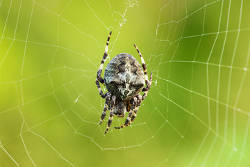 Araneus angulatus spider on the web