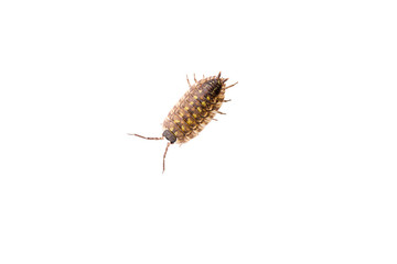 Woodlouse