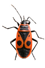 The firebug