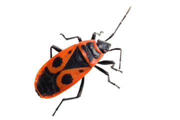 The firebug