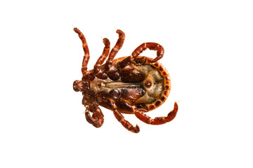 Dermacentor reticulatus