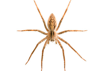 Pisaura mirabilis