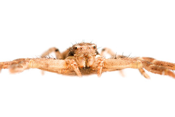 Xysticus spider