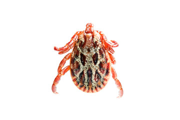 Dermacentor reticulatus