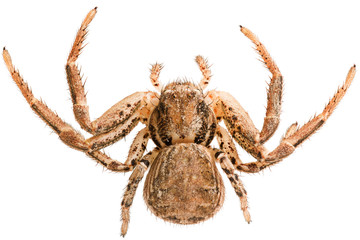 Xysticus spider