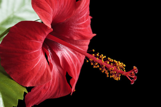 Hibiscus rosa-sinensis isolated on black background