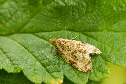 Tortricidae (Orthotaenia undulana) moth on a green leaf