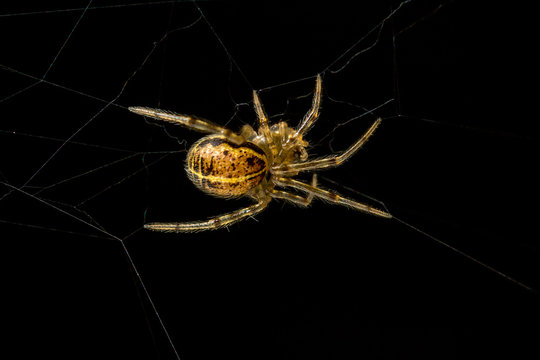 Spider Steatoda castanea