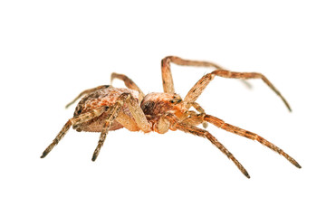 Philodromus dispar