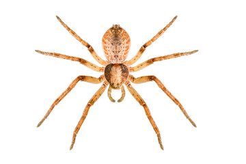 Philodromus dispar