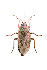 Emblethis denticollis