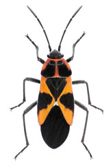 Tropidothorax leucopterus