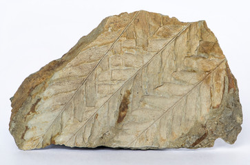 Pianta fossile di Pecopteris, impressione su matrice