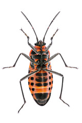 Tropidothorax leucopterus