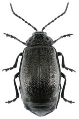 Galeruca tanaceti