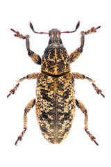 Cyphocleonus dealbatus