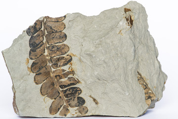 Pianta fossile Neuropteris ovata