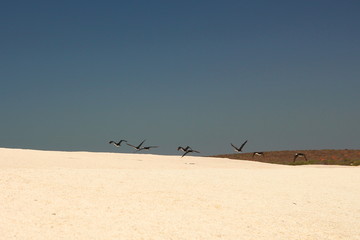 Fototapeta na wymiar Shell Beach, Shark Bay, Australia