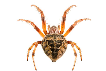 Female Larinioides cornutus