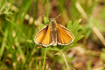 Essex Skipper on grass