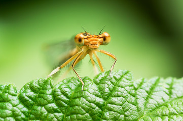 Orange damselfly on the green leaf