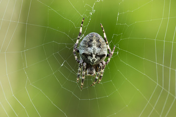 Close up of Araneus angulatus spider on the web