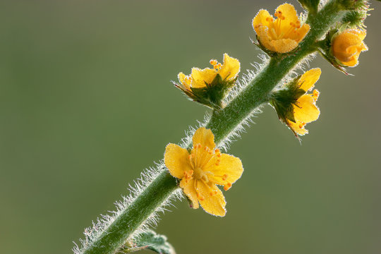 Flowers of Agrimonia eupatoria