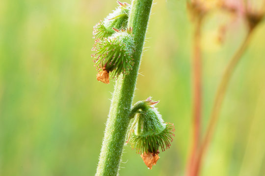 Fruit of Agrimonia eupatoria