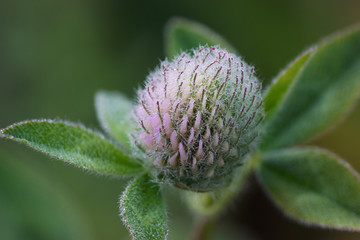 Flower Trifolium alpestre with the drops of dew