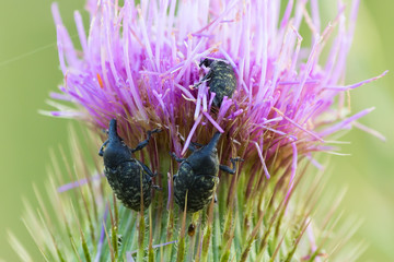 Larinus turbinatus on the plumeless thistle