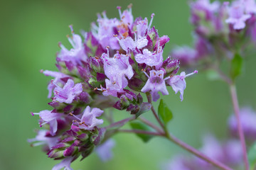 Origanum vulgare flowers