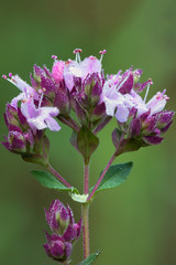 Origanum vulgare inflorescence with drops of dew