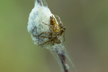 Spider Oxyopes on the silk egg sac