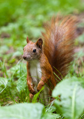 Red squirrel