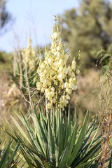  Sardinië, Yucca met witte bloemen © John Hofboer