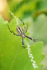 Wasp Spider (Argiope bruennichi) on the web