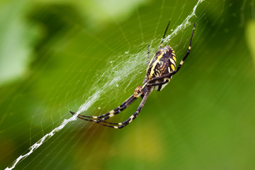 Argiope bruennichi on the web with stabilimentum