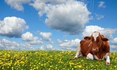 Calf grazing in a green field.