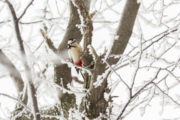 The great spotted woodpecker on the tree