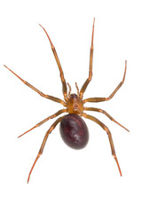 Steatoda isolated on white background