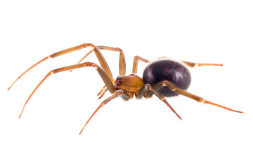 Cupboard spider (Steatoda grossa) on white background