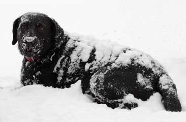 Black labrador dog snow covered