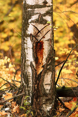big wound of birch for sap