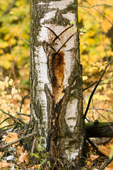 wound of birch for sap