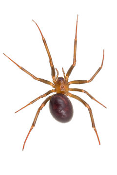 「Bipunctata」の画像 166 件の Stock 写真、ベクターおよびビデオ Adobe Stock