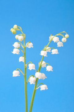 lily of the valley