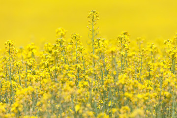 Obraz premium Yellow Canola Flower