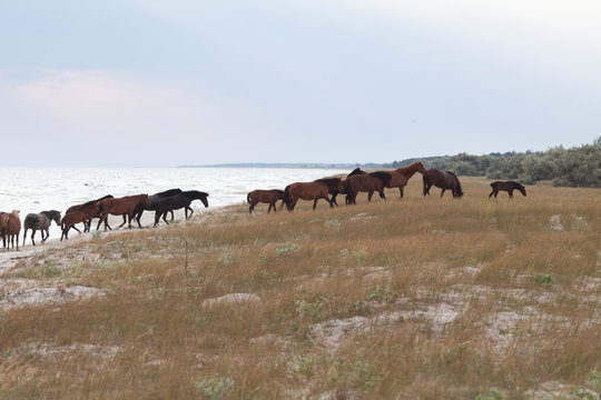 Herd of Horses